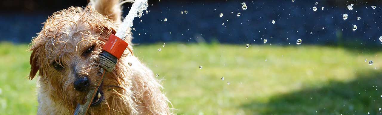 Dog playing with a garden hose.